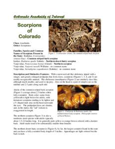 Colorado Arachnids of Interest  Scorpions of Colorado Class: Arachnida