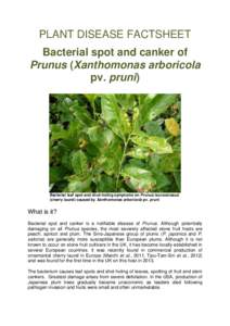 PLANT DISEASE FACTSHEET Bacterial spot and canker of Prunus (Xanthomonas arboricola pv. pruni)  Bacterial leaf spot and shot-holing symptoms on Prunus laurocerasus