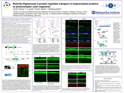Retinitis Pigmentosa 2 protein regulates transport of isoprenylated proteins to photoreceptor outer segments Houbin 1, 2