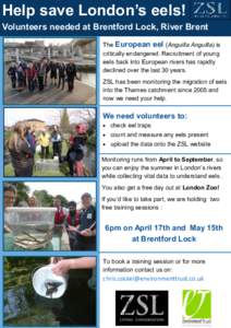 Help save London’s eels! Volunteers needed at Brentford Lock, River Brent The European eel (Anguilla Anguilla) is critically endangered. Recruitment of young eels back into European rivers has rapidly declined over the