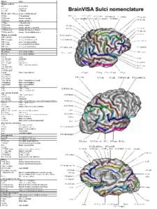 BrainVISA Sulci nomenclature   