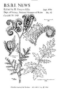 B.S.B.I.NE,WS Editedby R.Gwynn Ellis Sept.1986 Dept.of Botany,NationalMuseumof Wales No.43