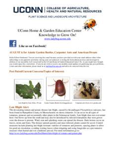 UConn Home & Garden Education Center Knowledge to Grow On! www.ladybug.uconn.edu Like us on Facebook! AUGUST is for Asiatic Garden Beetles, Carpenter Ants and American Dream