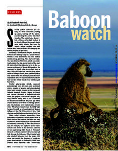S  everal yellow baboons are sitting on their haunches pulling up grass, tearing off the stems, and shoving the corms into their mouths. The scene looks sleepy—