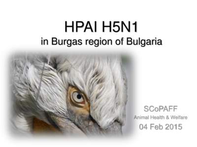 HPAI H5N1  in Burgas region of Bulgaria