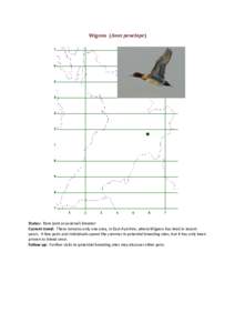 Wigeon (Anas penelope)  Status: Rare (and occasional) breeder Current trend: There remains only one area, in East Ayrshire, where Wigeon has bred in recent years. A few pairs and individuals spend the summer in potential