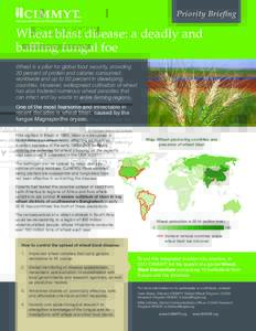 Priority Briefing  Wheat blast disease: a deadly and baffling fungal foe Wheat is a pillar for global food security, providing 20 percent of protein and calories consumed