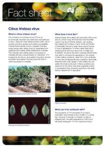 Fact sheet Citrus tristeza virus Citrus tristeza virus (Closterovirus) (CTV) is an economically important and destructive viral pathogen of citrus. There are many different strains which vary in severity and citrus speci
