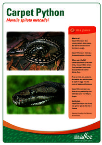 Carpet Python Morelia spilota metcalfei At a glance What is it? Carpet Pythons are slow