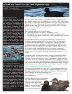 Ducks / Merginae / Melanitta / Behavior / North American Waterfowl Management Plan / Sea Duck Joint Venture / Biota / Bird migration / Surf scoter / White-winged scoter / Scoter / Bird