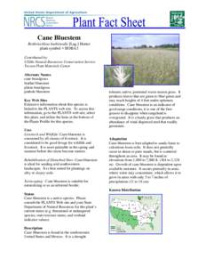 Cane Bluestem Bothriochloa barbinodis [Lag.] Herter plant symbol = BOBA3 Contributed by: USDA-Natural Resources Conservation Service Tucson Plant Materials Center