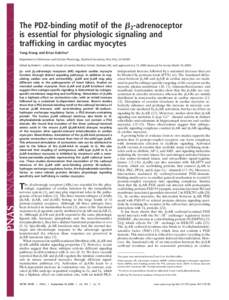 The PDZ-binding motif of the ␤2-adrenoceptor is essential for physiologic signaling and trafficking in cardiac myocytes Yang Xiang and Brian Kobilka* Department of Molecular and Cellular Physiology, Stanford University