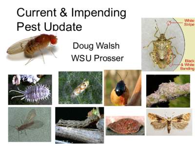 Current & Impending Pest Update Doug Walsh WSU Prosser  The Grape Leafhopper