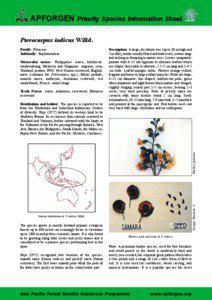 APFORGEN Priority Species Information Sheet Pterocarpus indicus Willd. Family: Fabaceae