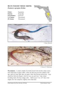 Plestiodon egregius / Plestiodon / Skinks / Eumeces / Florida sand skink / Scincella lateralis
