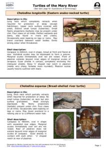 Turtles of the Mary River (See back page for illustrations of terminology) Chelodina longicollis (Eastern snake-necked turtle) Description in life: Long neck which completely retracts when