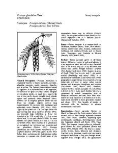 Prosopis glandulosa / Mesquite / Prosopis / Scaled Quail / Mesquite Bosque / Invasive plant species / Flora / Agriculture