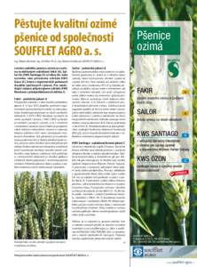 Pěstujte kvalitní ozimé pšenice od společnosti SOUFFLET AGRO a. s. Pšenice ozimá