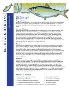Alosa / Ichthyology / Blueback herring / Smoked fish / Clupeidae / Alewife / Spawn / Fish migration / Hickory shad / Striped bass