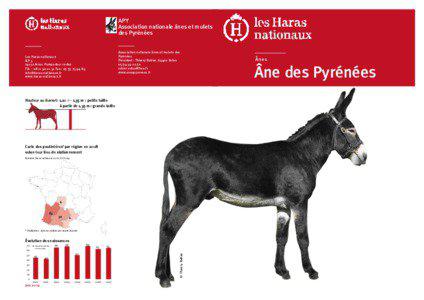 APY Association nationale ânes et mulets des Pyrénées