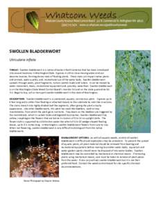 SWOLLEN BLADDERWORT Utricularia inflata THREAT: Swollen bladderwort is a native of eastern North America that has been introduced into several locations in Washington State. It grows in still or slow-moving water and can
