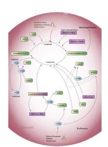 Oxidative Stress Regulatory Pathway (Erythrocyte) high concentration  Methemoglobinemia