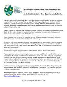 Washington White-tailed Deer Project (WWP) Antlerless White-tailed Deer Organ Sample Collection The body condition of whitetail does, which is strongly related to body fat levels and habitat conditions, can affect their 