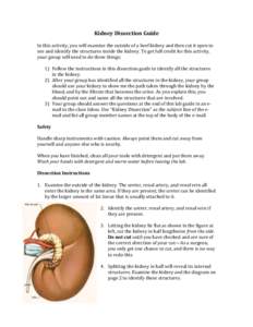 Kidney Dissection Guide In this activity, you will examine the outside of a beef kidney and then cut it open to see and identify the structures inside the kidney. To get full credit for this activity, your group will nee