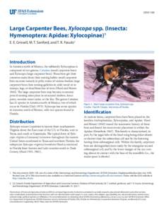 Hymenoptera / Carpenter bee / Eastern carpenter bee / Ceratina / Xylocopinae / Bumble bee / Xylocopa sonorina / Xylocopa violacea / Pollinators / Apidae / Bees