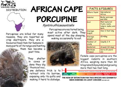 LINTON ZOO  DISTRIBUTION AFRICAN CAPE PORCUPINE