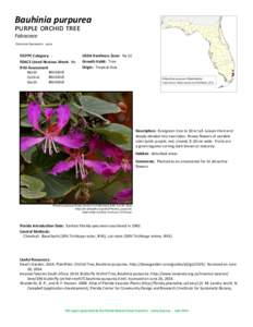 Bauhinia purpurea purple orchid tree Fabaceae Common Synonyms: none