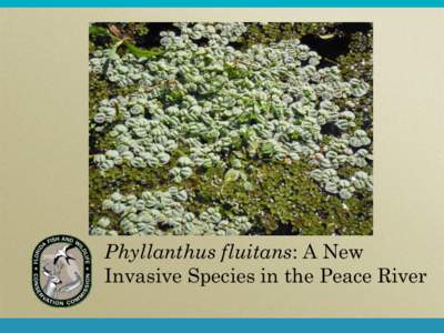 Phyllanthus fluitans: A New Invasive Species in the Peace River A Brief History Lesson  Scientific Name: Phyllanthus fluitans  Common Name: Red root floater