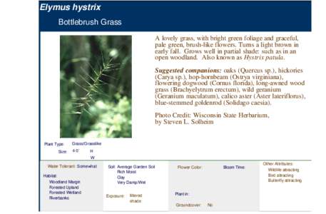 Bottlebrush Grass (elymus hystrix)