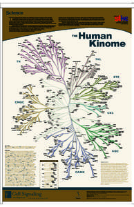 T  his phylogenetic tree depicts the relationships between members of the complete superfamily of human protein kinases. Protein kinases constitute one of the largest human gene families and are key regulators of cell fu