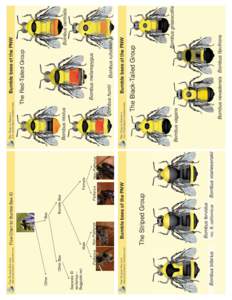 Hymenoptera / Bumble bee / Bombus occidentalis / Psithyrus / Cuckoo bee / Bombus melanopygus / Bombus fervidus / Pollen basket / Bee / Bumblebees / Plant reproduction / Pollination