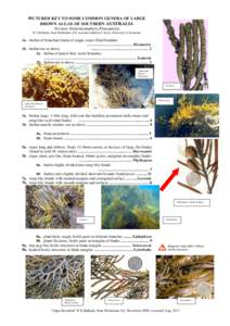 Thallus / Brown algae / Stipe / Sargassum / Cystoseira / Algae / Biology / Fucales / Plant morphology