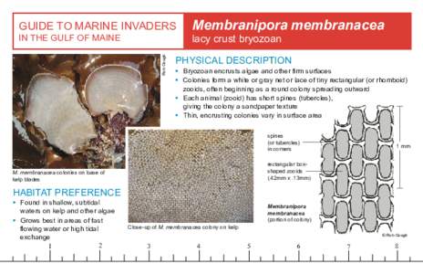 Bryozoans / Zoology / Membranipora membranacea / Membranipora / Bryozoa / Electra pilosa / Kelp forest