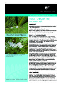 N E W Z E A L A N D W I N E G R O W E R S FA C T S H E E T  HOW TO LOOK FOR MEALYBUGS KEY NOTES • Mealybugs are commonly found along the bunch line of vines on