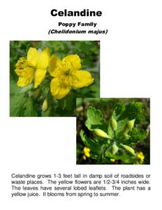 Celandine Poppy Family (Chelidonium majus)  Celandine grows 1-3 feet tall in damp soil of roadsides or