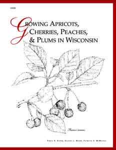 A3639  APRICOTS, CHERRIES, PEACHES, & PLUMS IN WISCONSIN