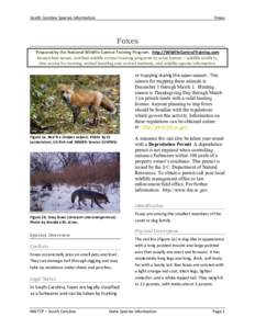 South Carolina Species Information  Foxes Foxes Prepared by the National Wildlife Control Training Program. http://WildlifeControlTraining.com