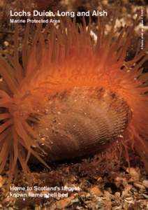 Marine Protected Area  Home to Scotland’s largest known flame shell bed  A flame shell on gravel © SNH
