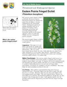 U.S. Fish & Wildlife Service  Threatened and Endangered Species Eastern Prairie Fringed Orchid (Platanthera leucophaea)