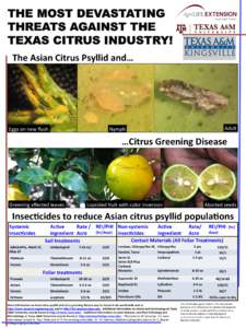 THE MOST DEVASTATING THREATS AGAINST THE TEXAS CITRUS INDUSTRY! The	
  Asian	
  Citrus	
  Psyllid	
  and…  Eggs	
  on	
  new	
  ﬂush	
  