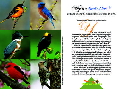 Bird anatomy / Orioles / Icteridae / Colaptes / Northern Flicker / Woodpeckers / Plumage / Scarlet Tanager / Bluebird / Passerida / Ornithology / Birds of North America
