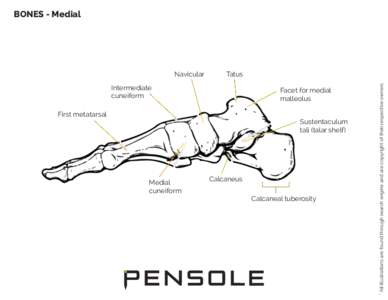 Foot Anatomy - Bones Medial View