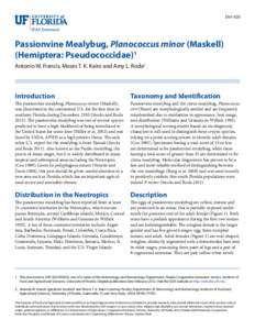 ENY-920  Passionvine Mealybug, Planococcus minor (Maskell) (Hemiptera: Pseudococcidae)1 Antonio W. Francis, Moses T. K. Kairo and Amy L. Roda2