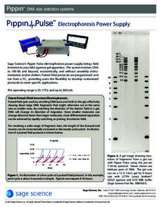 Pippin Pulse Flyer 5_29_13
