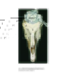 International Arts®  PLATE 51 | GEORGIA O’KEEFFE (1887–Horse’s Skull with White Rose, 1931. Oil on canvas, 30 x 16 1⁄8 in. Georgia O’Keeffe Museum, Santa Fe, New Mexico. Extended loan, Private collectio