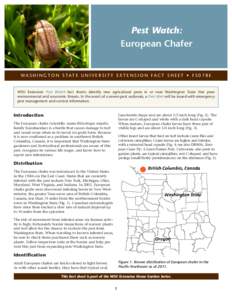 Pest Watch: European Chafer WA S H I N G T O N S TAT E U N I V E R S I T Y E X T E N S I O N FA C T S H E E T • F SE  WSU Extension Pest Watch fact sheets identify new agricultural pests in or near Washington St
